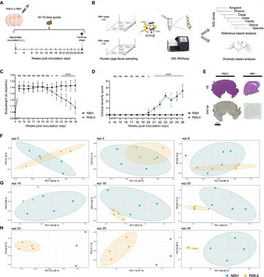 Longitudinal microbiome investigation throughout prion disease course reveals pre- and symptomatic compositional perturbations linked to short-chain fatty acid metabolism and cognitive impairment in mice